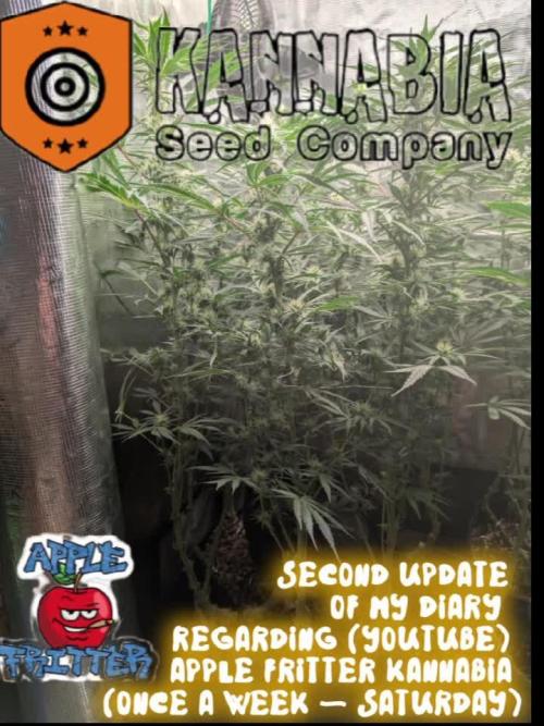 Apple Fritter Kannabia 1st time