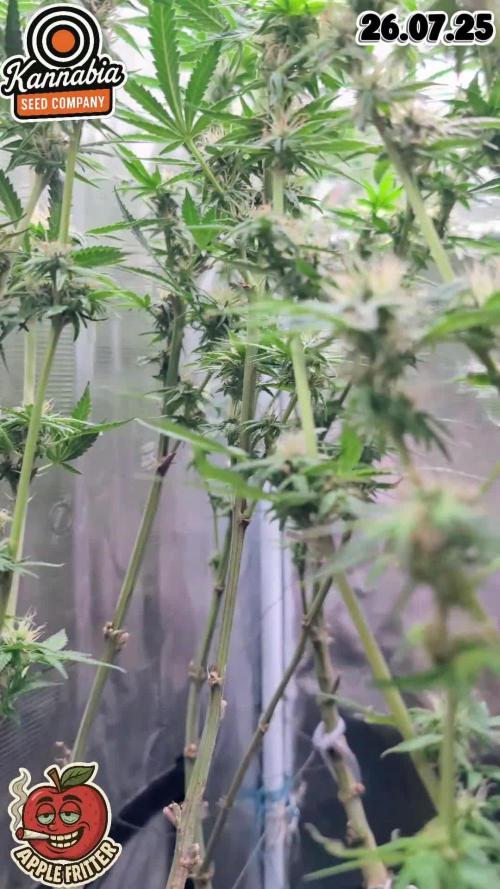 Apple Fritter Kannabia 1st time