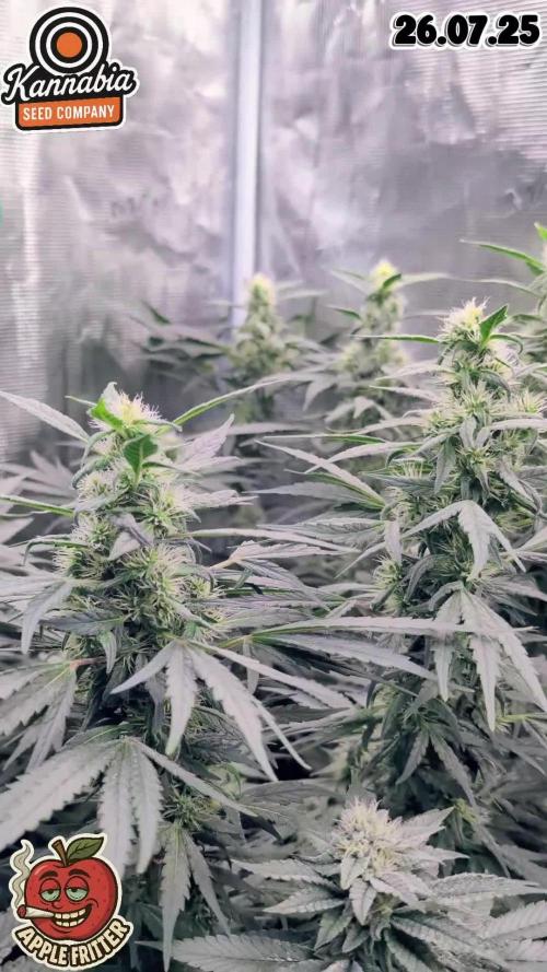 Apple Fritter Kannabia 1st time