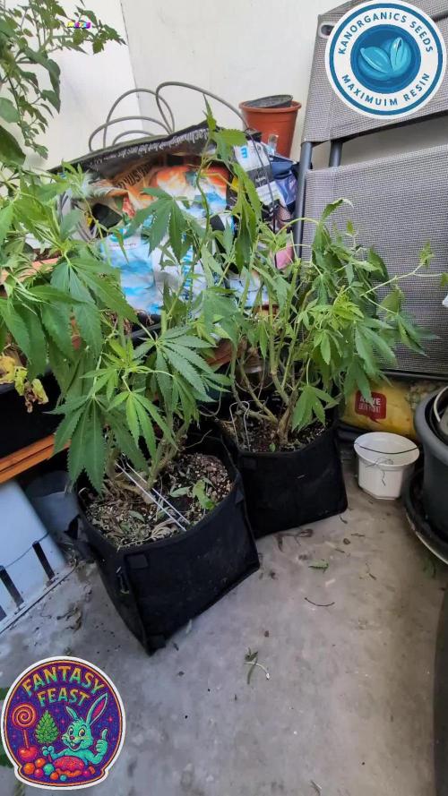 Balcony Fantasy Feast @KanOrganics