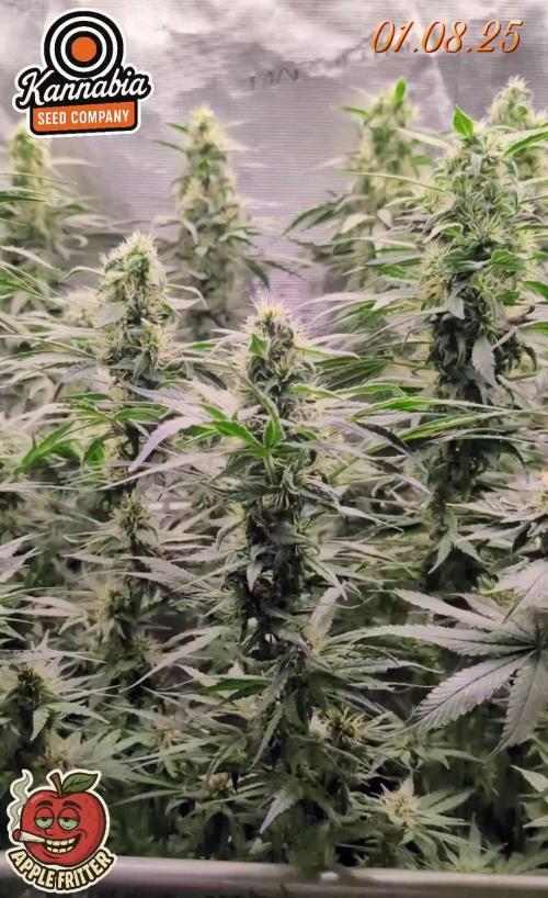 Apple Fritter Kannabia 1st time