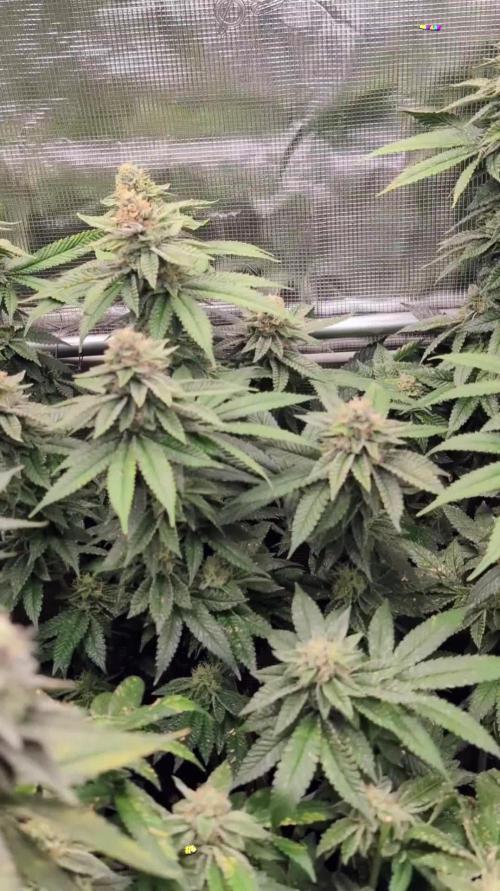 Fantasy Feast @KanOrganics