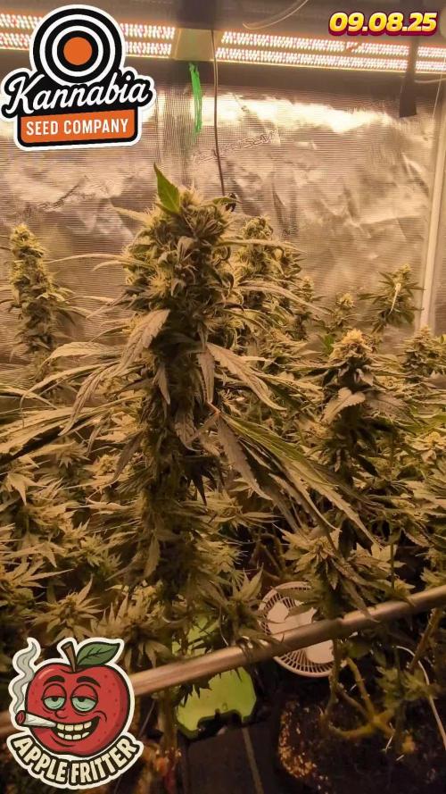 Apple Fritter Kannabia 1st time