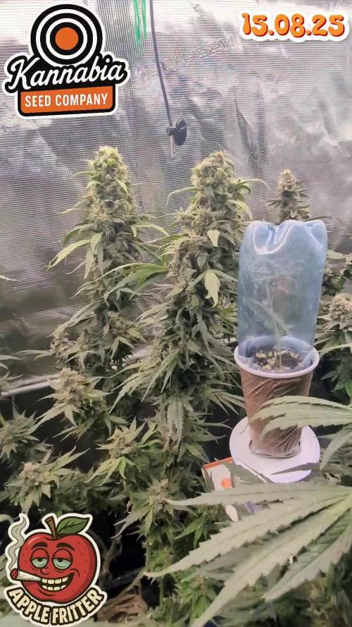 Apple Fritter Kannabia 1st time