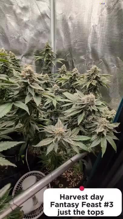 Fantasy Feast @KanOrganics