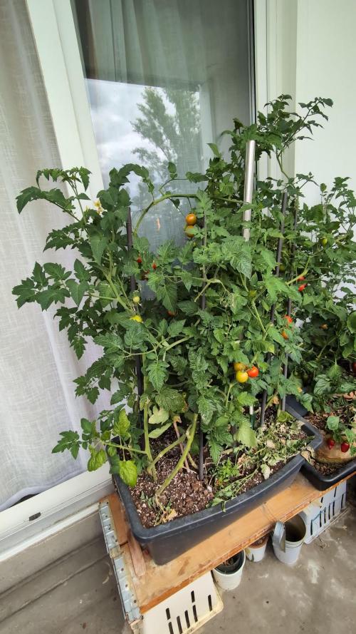 Balcony Fantasy Feast @KanOrganics