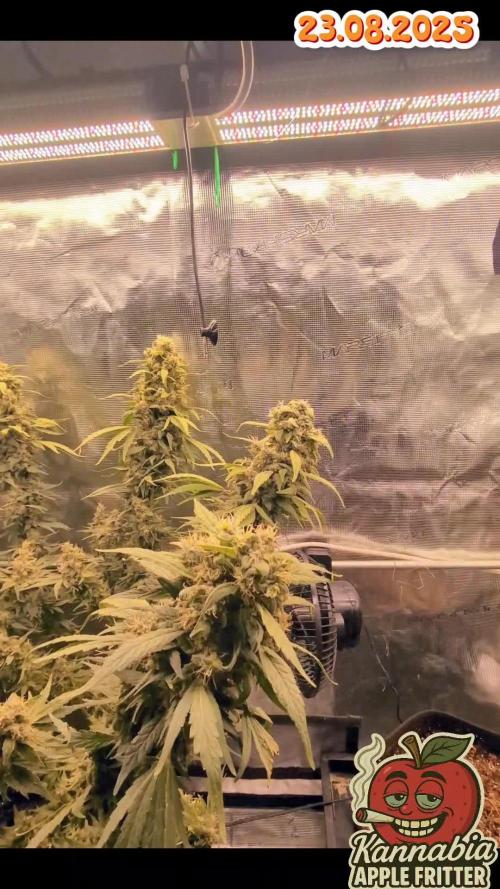 Apple Fritter Kannabia 1st time