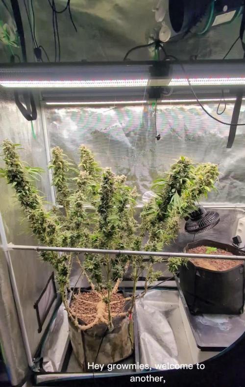 Apple Fritter Kannabia 1st time