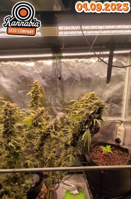 NEW EXCLUSIVE Upcoming Kannabia Launch