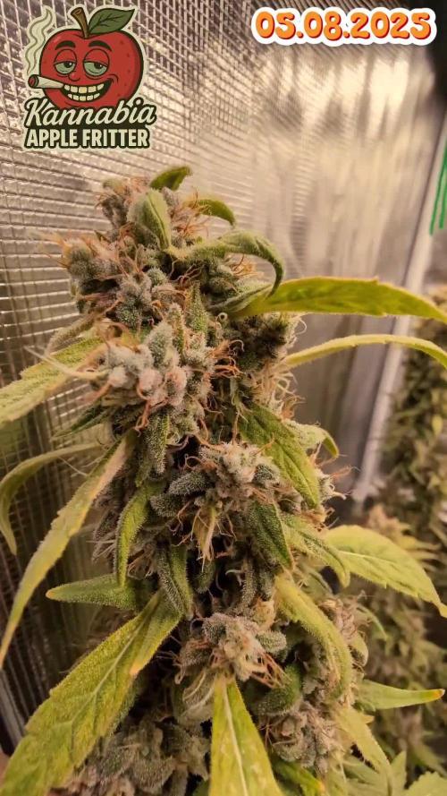 Apple Fritter Kannabia 1st time