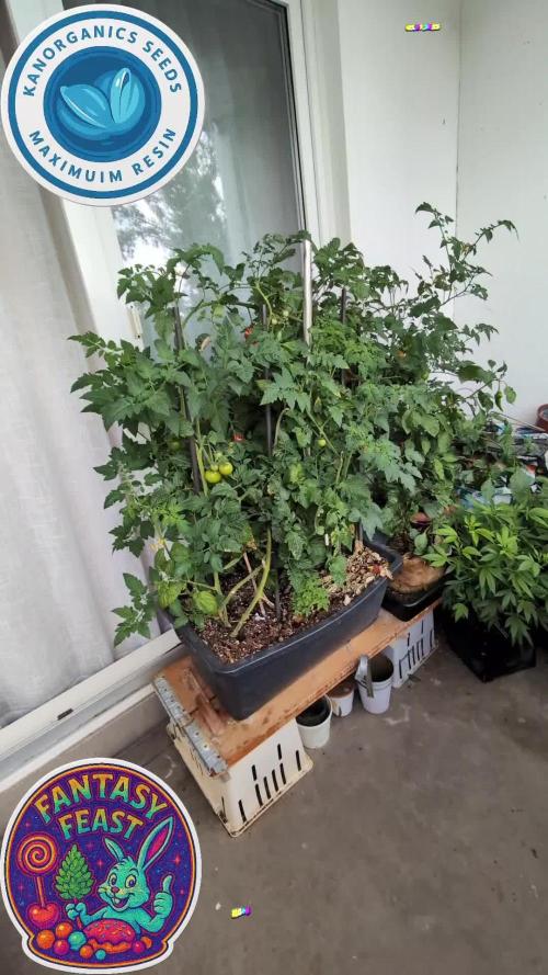 Balcony Fantasy Feast @KanOrganics