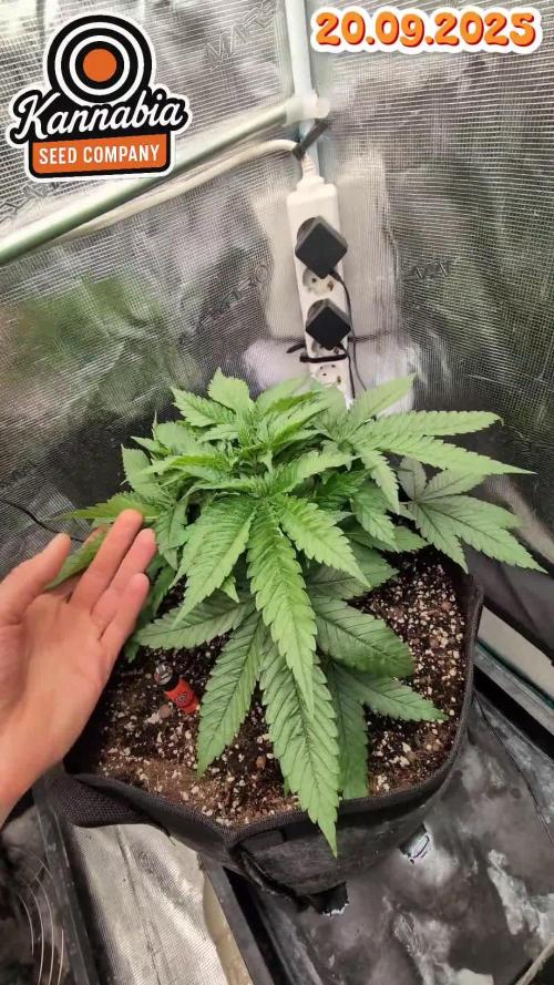 EXCLUSIVE  Kannabia Sunset Sherbet GF
