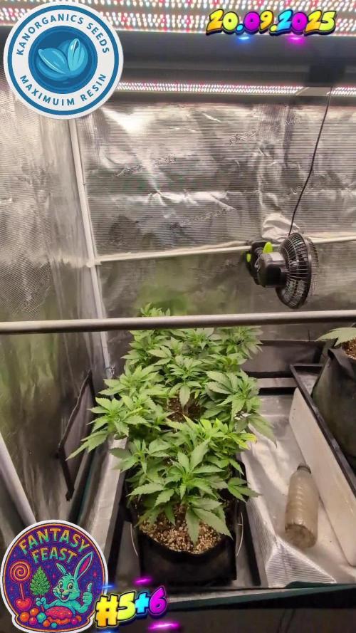 Balcony Fantasy Feast @KanOrganics