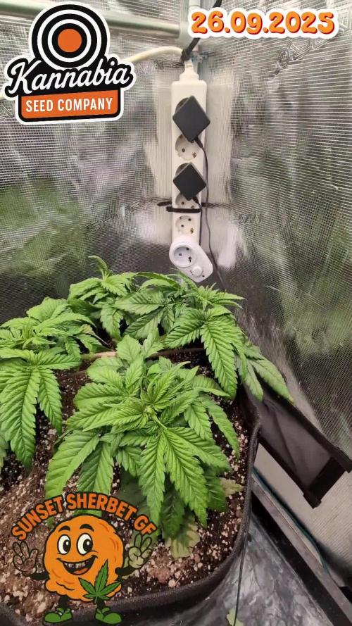 EXCLUSIVE  Kannabia Sunset Sherbet GF