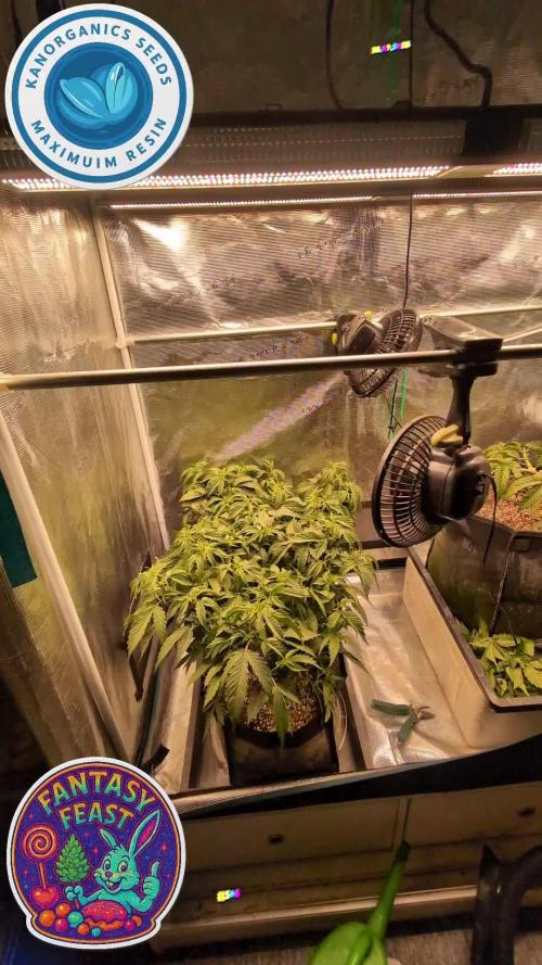 Balcony Fantasy Feast @KanOrganics