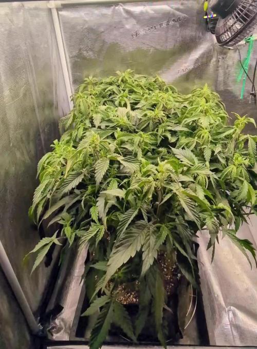 Balcony Fantasy Feast @KanOrganics