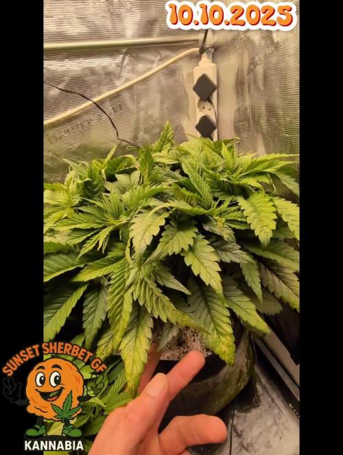 EXCLUSIVE  Kannabia Sunset Sherbet GF