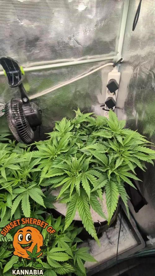 EXCLUSIVE  Kannabia Sunset Sherbet GF