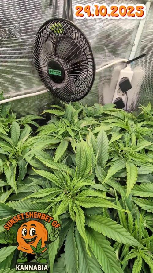 EXCLUSIVE  Kannabia Sunset Sherbet GF
