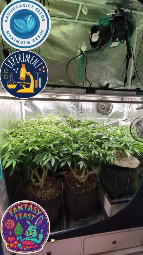 Fantasy Feast Nutrient test (FERMAKOR)