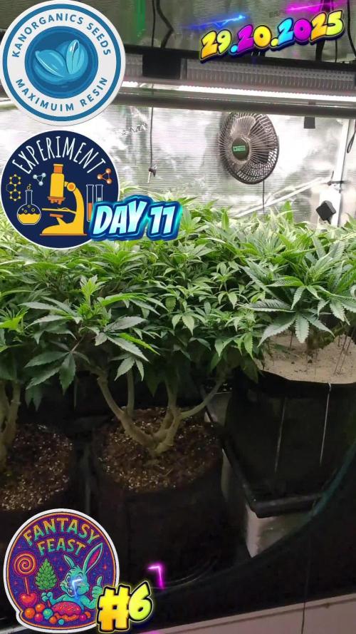 Fantasy Feast Nutrient test (FERMAKOR)