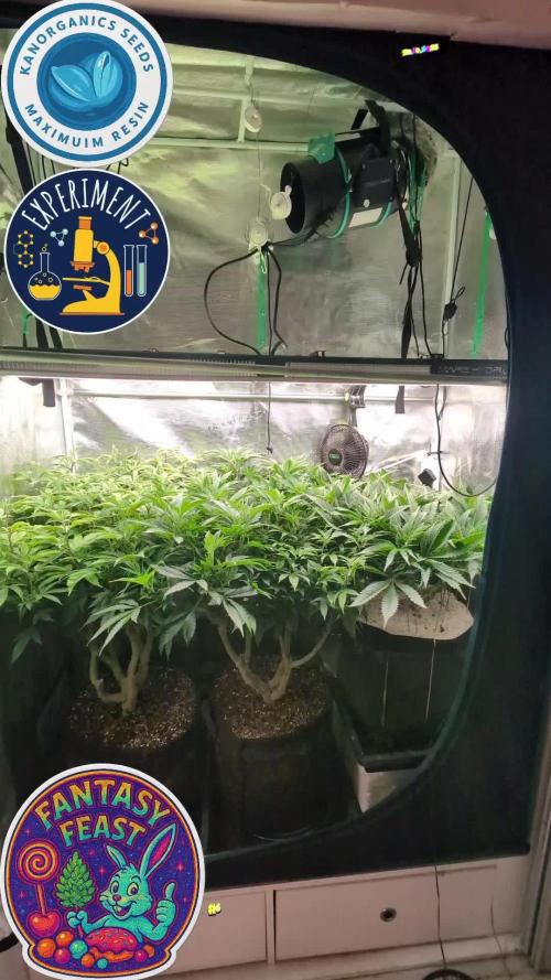 Fantasy Feast Nutrient test (FERMAKOR)