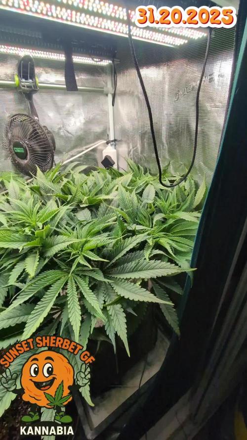 EXCLUSIVE Kannabia Sunset Sherbet GF