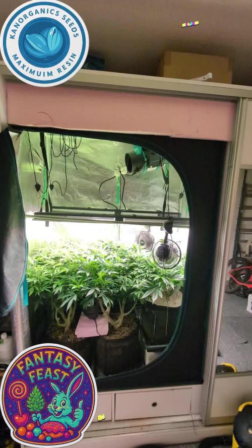 EXCLUSIVE  Kannabia Sunset Sherbet GF