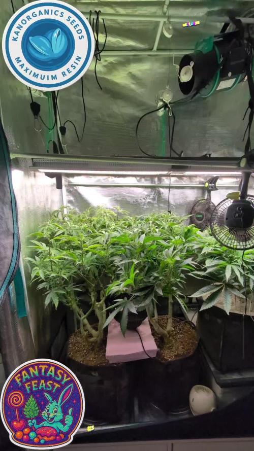 Balcony Fantasy Feast @KanOrganics