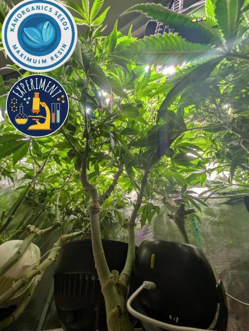 Fantasy Feast Nutrient test (FERMAKOR)