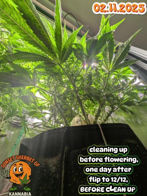 EXCLUSIVE Kannabia Sunset Sherbet GF