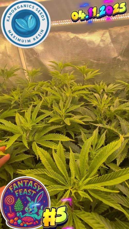 Balcony Fantasy Feast @KanOrganics