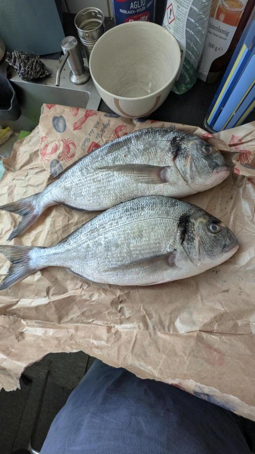 🐟💀 FERMAKOR: The Dorade Incident. Week 0