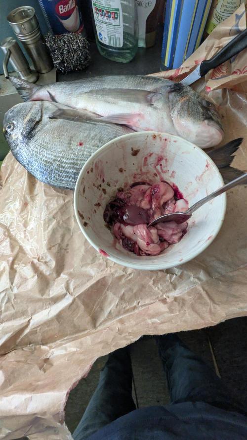 🐟💀 FERMAKOR: The Dorade Incident. Week 0