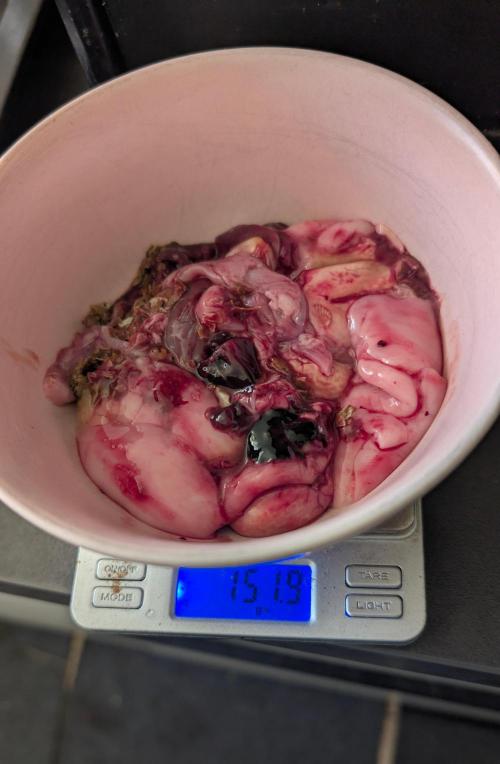 🐟💀 FERMAKOR: The Dorade Incident. Week 0