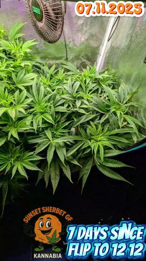 EXCLUSIVE  Kannabia Sunset Sherbet GF