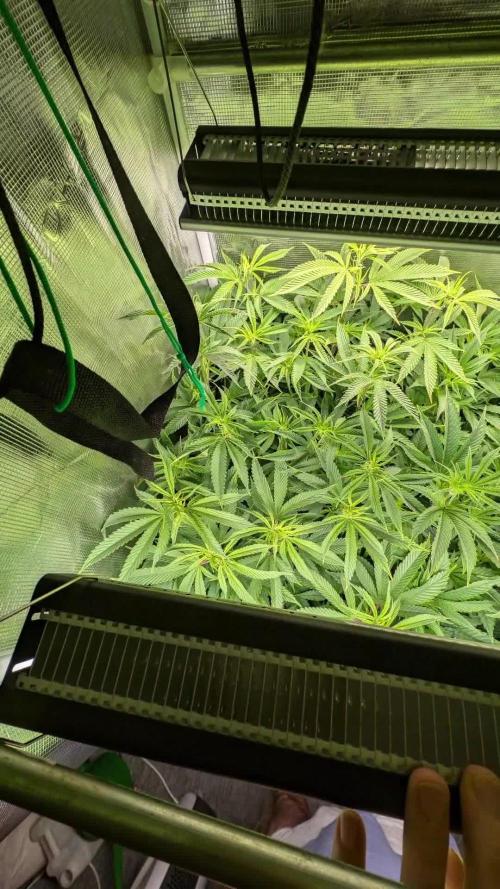 Balcony Fantasy Feast @KanOrganics