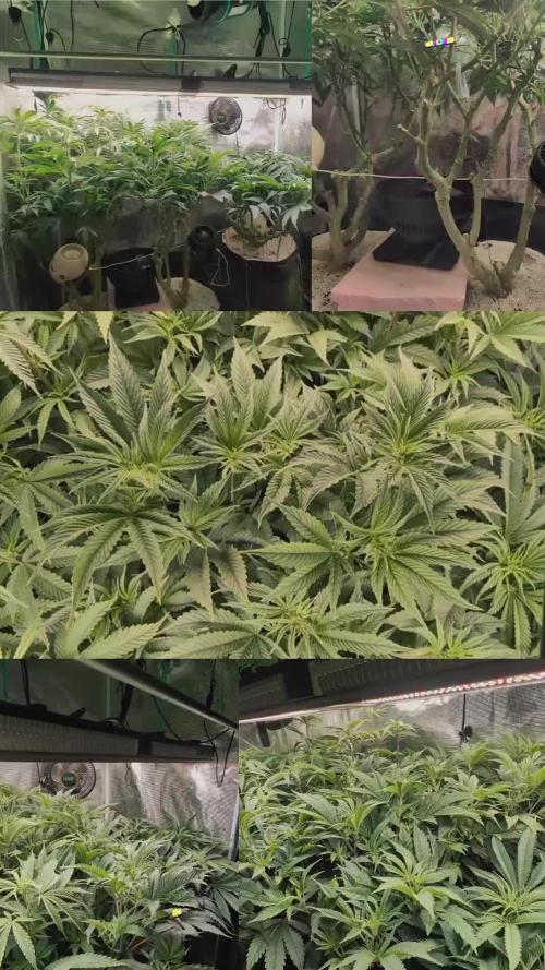 Fantasy Feast Nutrient test (FERMAKOR)