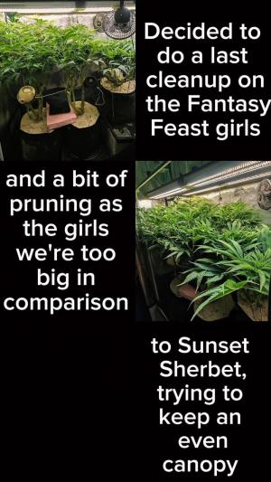 Comment by yan402 photo #1