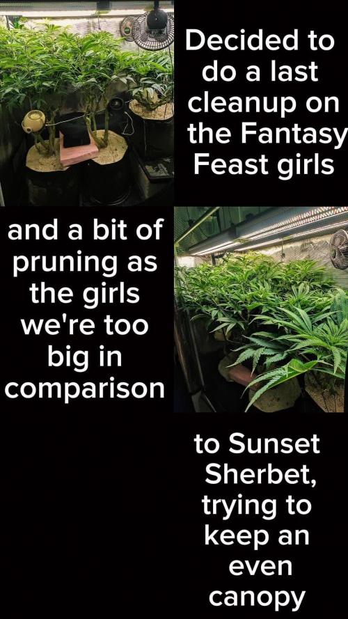 Fantasy Feast Nutrient test (FERMAKOR)