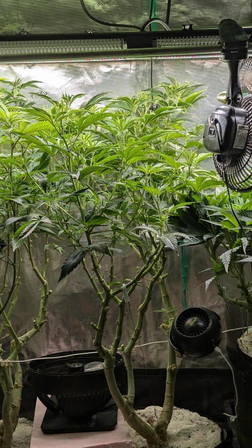 Smelly No More| FERMAKOR PK Micro Rescue. Week 0