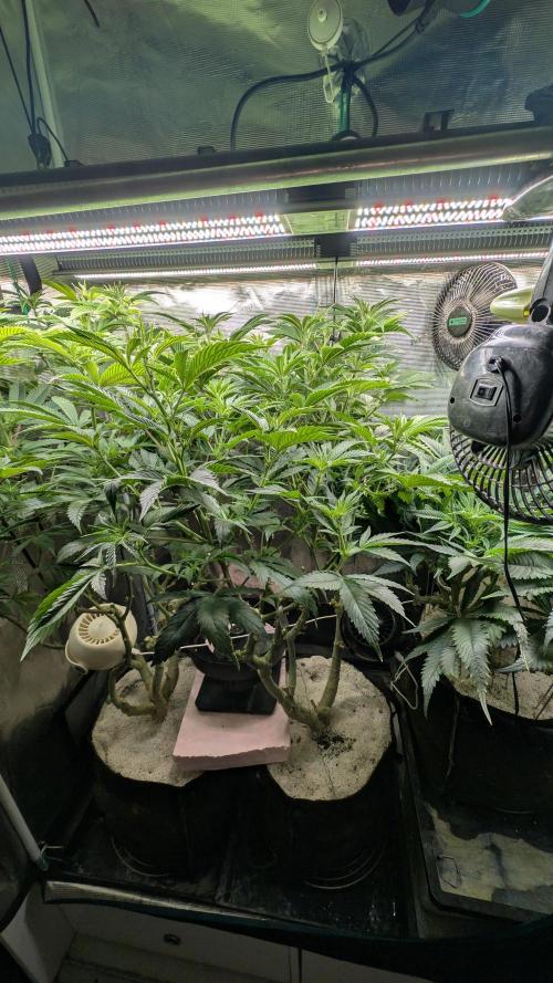 Smelly No More| FERMAKOR PK Micro Rescue. Week 0