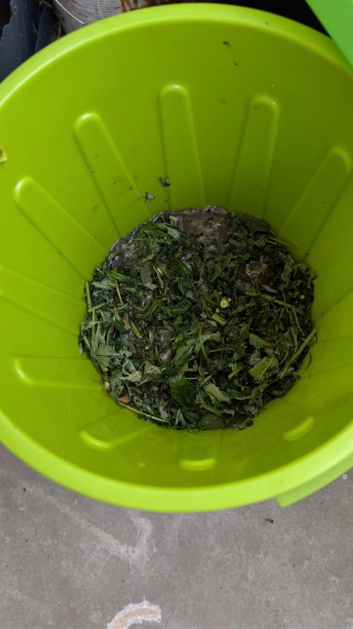 🐟💀 FERMAKOR: The Dorade Incident. Week 2