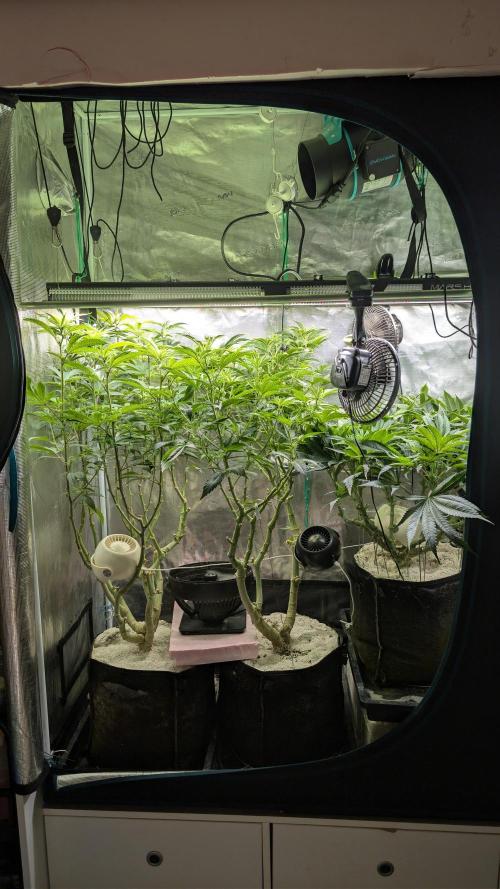 🐟💀 FERMAKOR: The Dorade Incident. Week 2