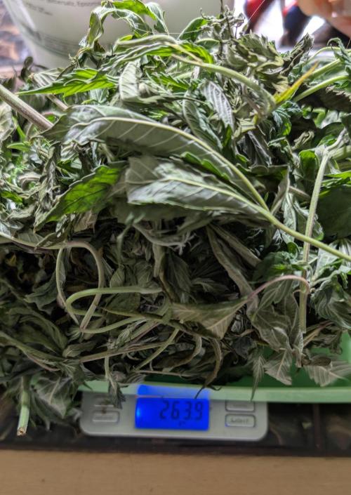 🐟💀 FERMAKOR: The Dorade Incident. Week 2