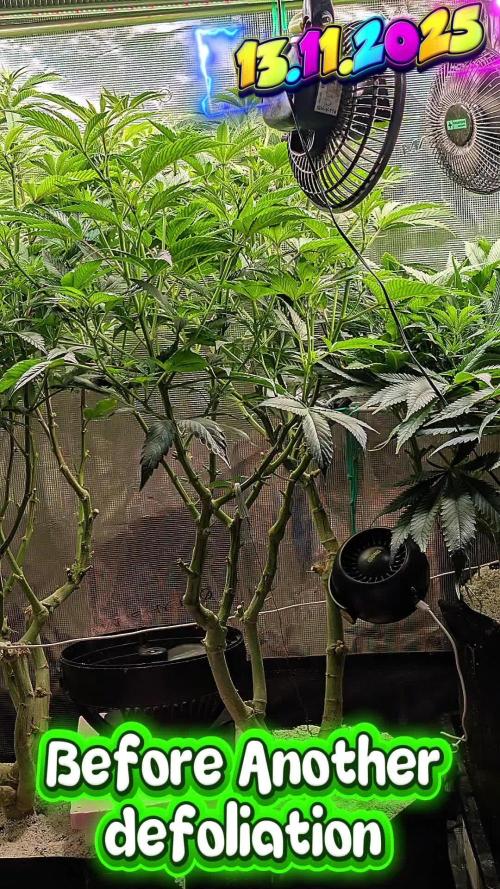 EXCLUSIVE Kannabia Sunset Sherbet GF