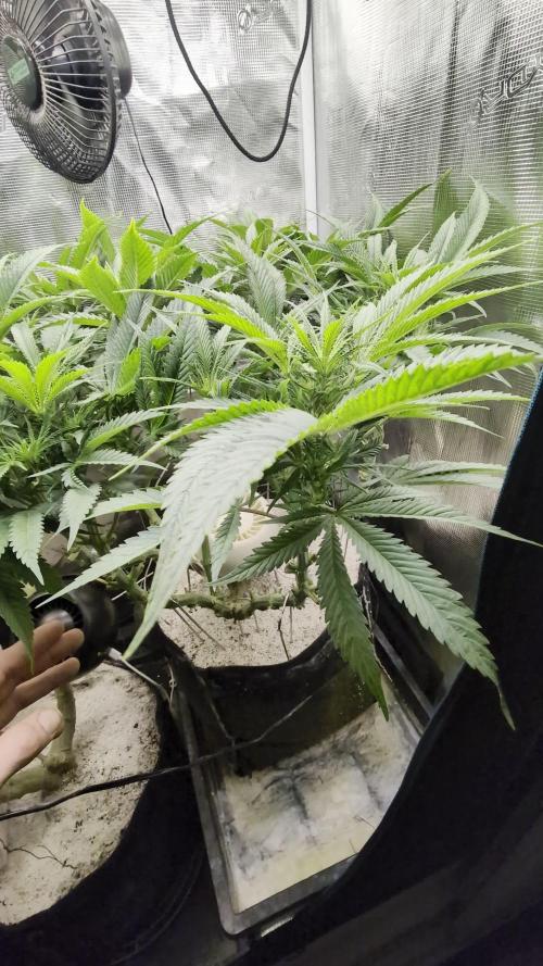 EXCLUSIVE Kannabia Sunset Sherbet GF