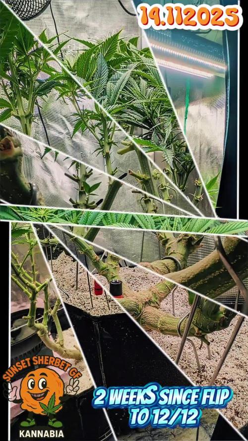 EXCLUSIVE  Kannabia Sunset Sherbet GF