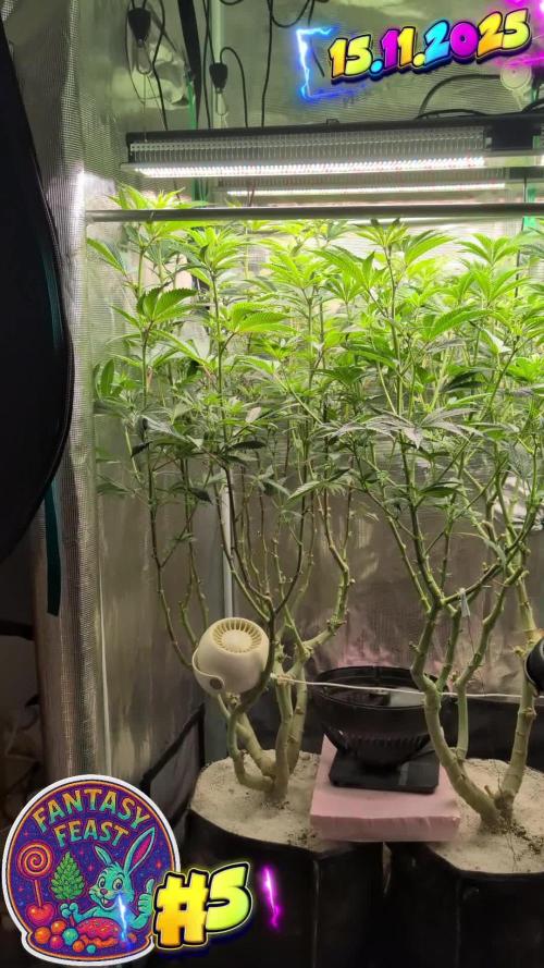 Balcony Fantasy Feast @KanOrganics