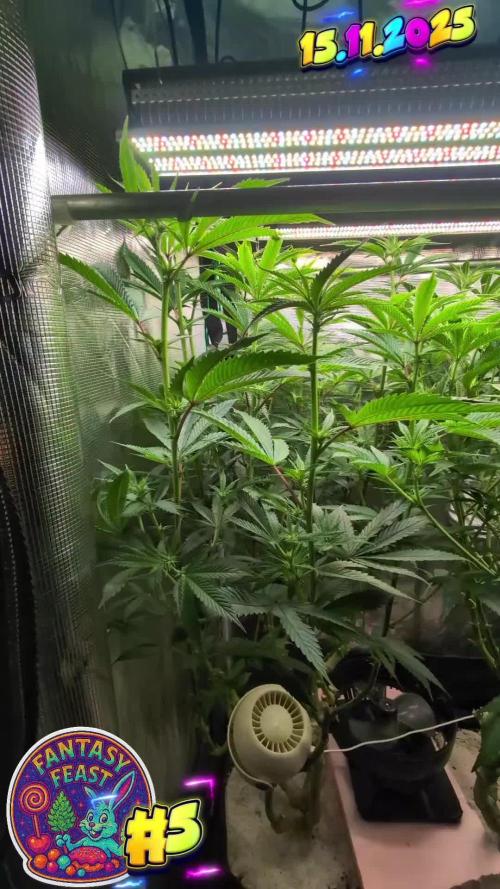 Balcony Fantasy Feast @KanOrganics